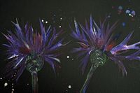 Kornblumen auf schwarzem Aquarellpapier