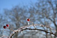 Das Rot der Hagebutten erstrahlt in Eis und Schnee