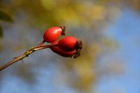 Der goldene Herbst